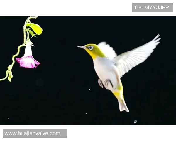 从零起步掌握街舞技巧与力量训练的全面指南 从零起步掌握街舞技巧与力量训练的全面指南