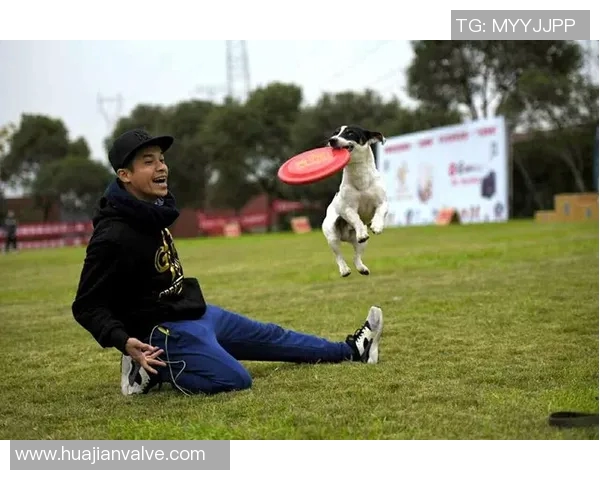 深圳飞盘队与上海飞盘队赛后复盘分析及经验总结 深圳飞盘队与上海飞盘队赛后复盘分析及经验总结